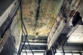 Professional Mold Remediation in Harvey, ND